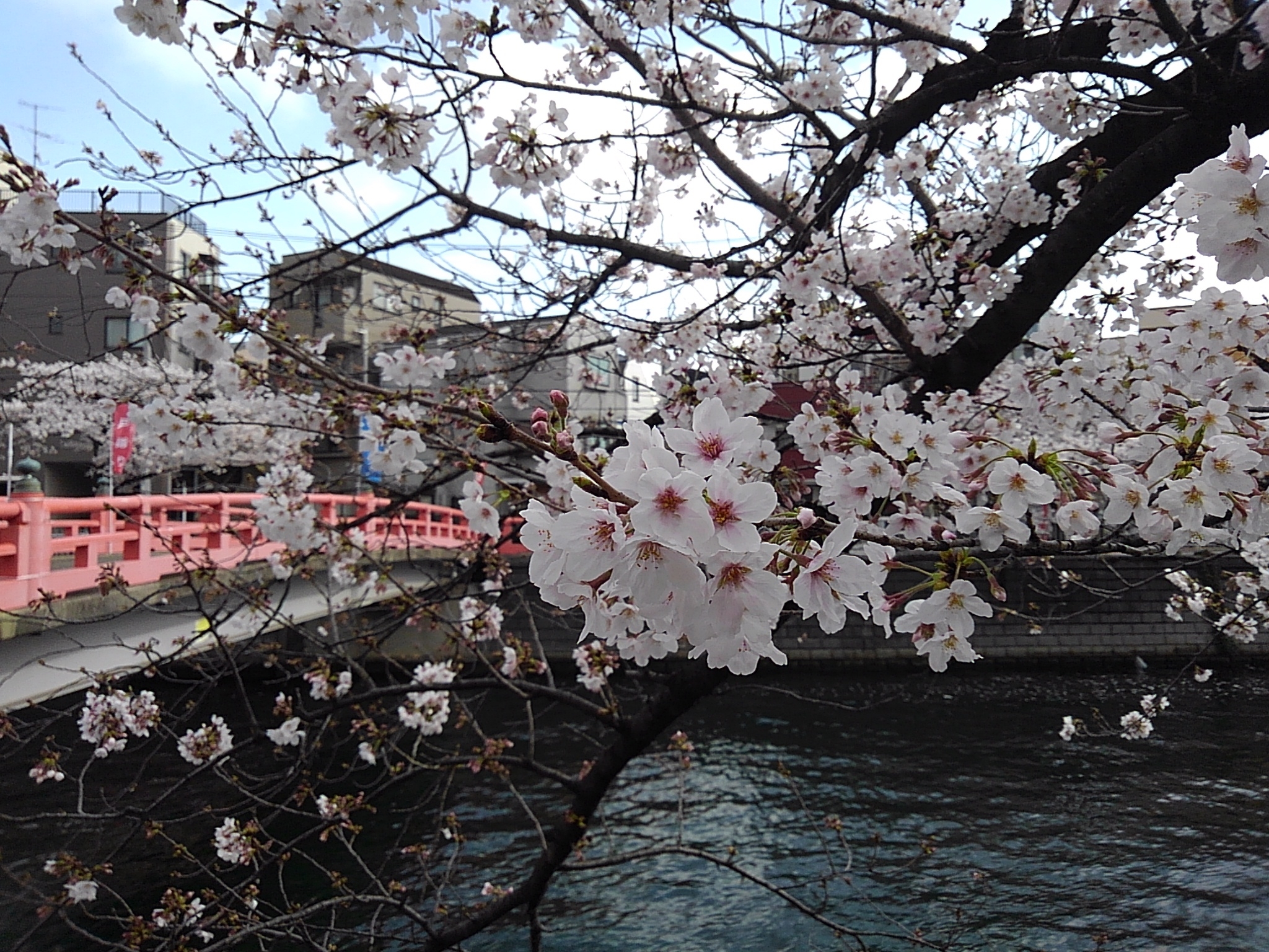 満開の桜