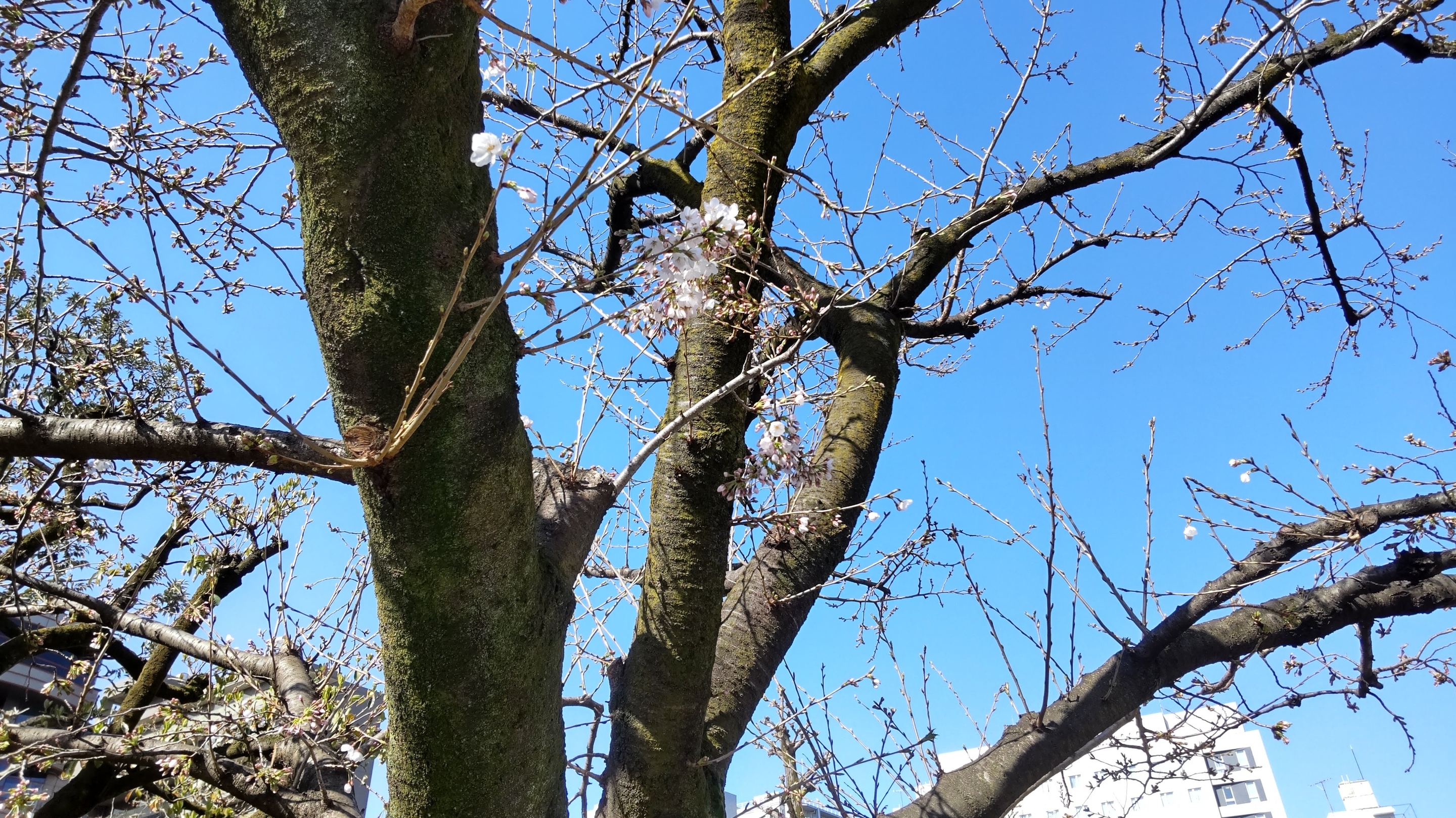 深川公園の桜